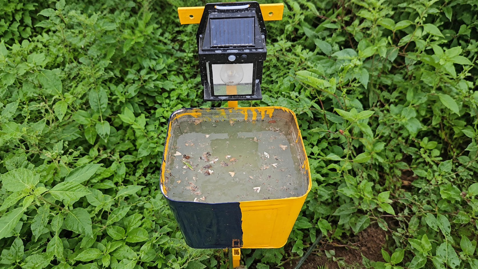 Solar Insect Trap placed among row crops